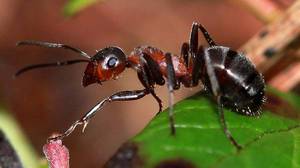 Советы как можно избавиться от садовых муравьёв с помощью лесных муравьёв