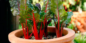 Описание и особенности способов выращивания римской капусты