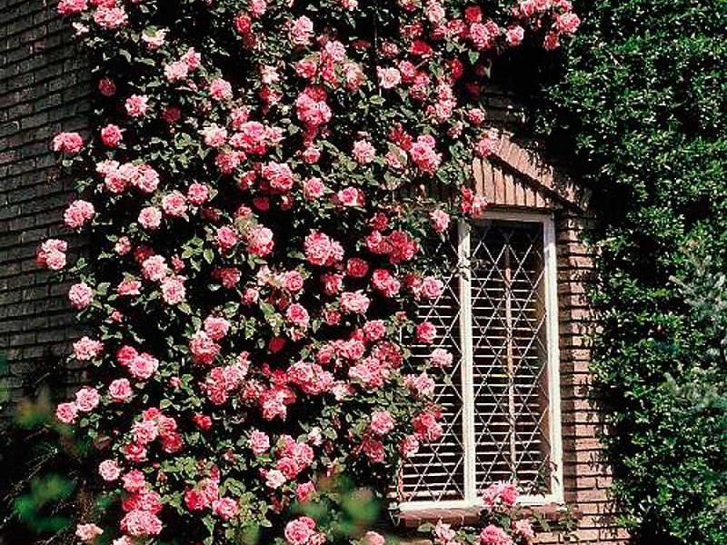 Плеть из роз на стенах дома