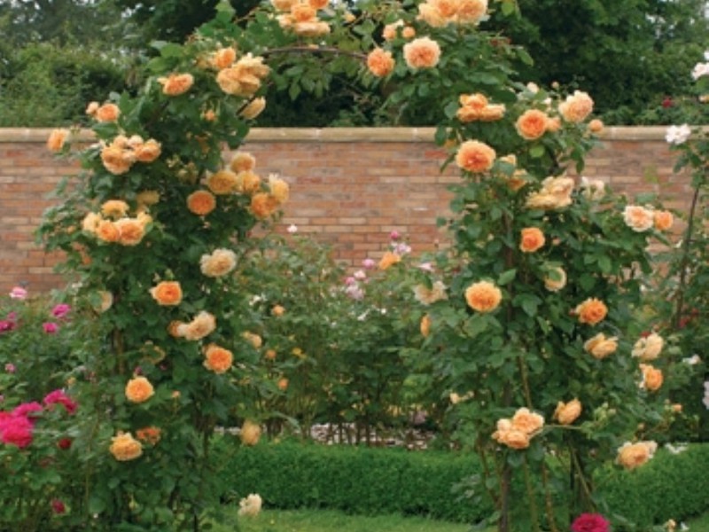Садовая арка с плетистой розой