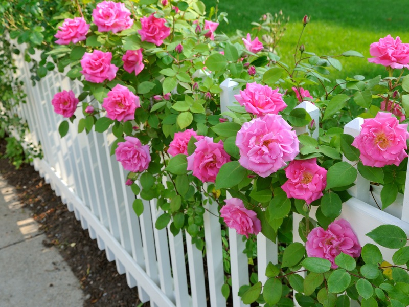 Розовые розы на заборе 