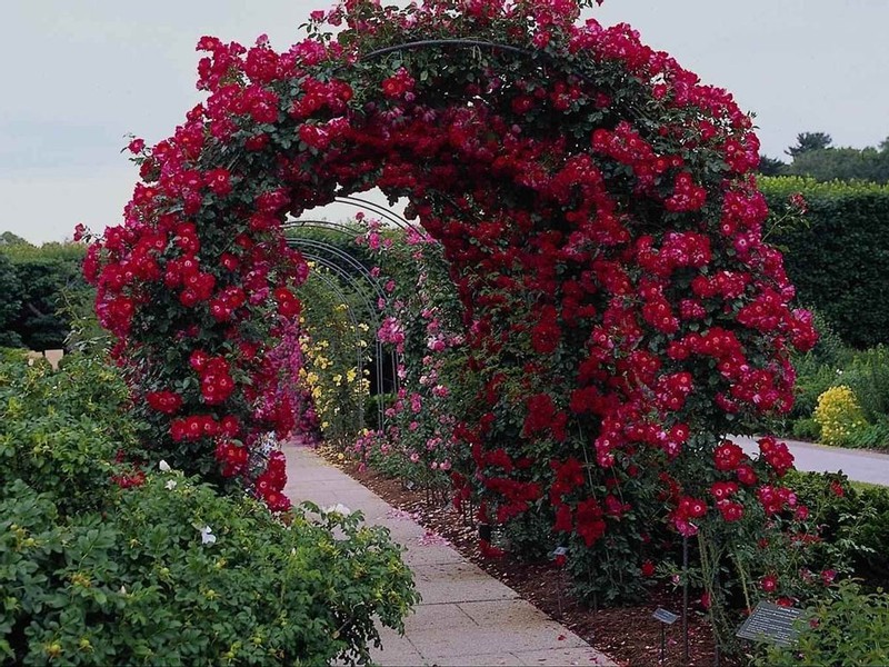 Плетистая роза на арке