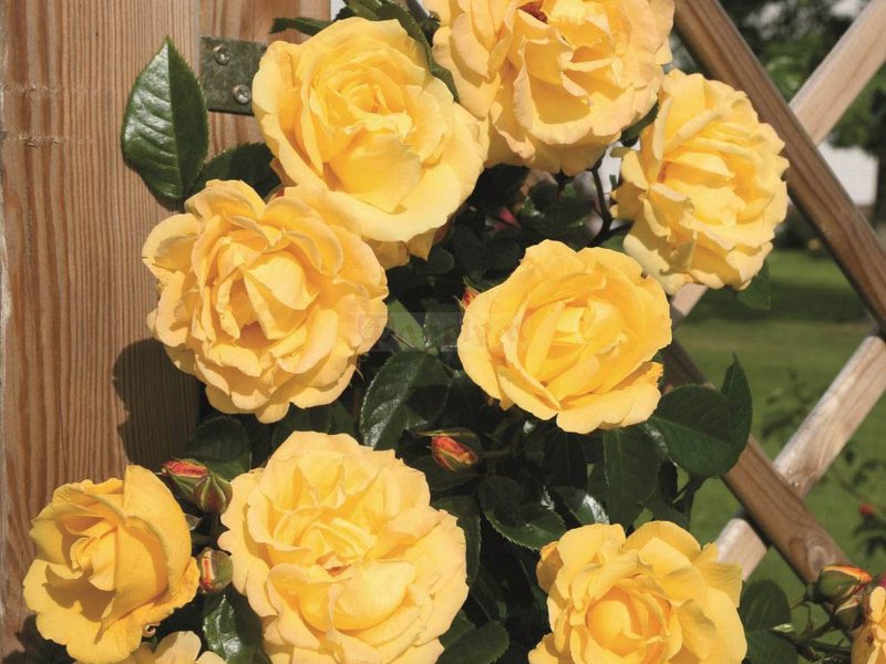 Желтая роза на беседке у дома