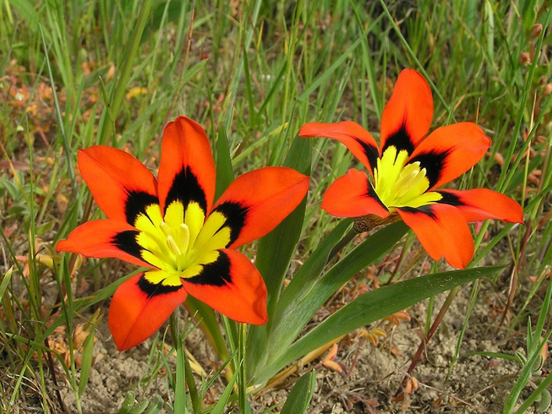 Цветок растения спараксиса