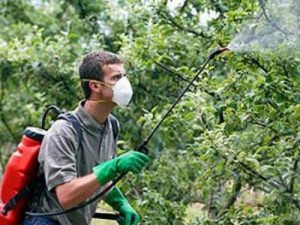 Советы опытных садоводов как правильно опрыскивать яблони