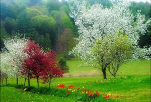 Перечень цветущих деревьев для украшения участка