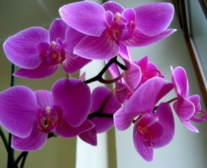 Орхидея домашний цветок