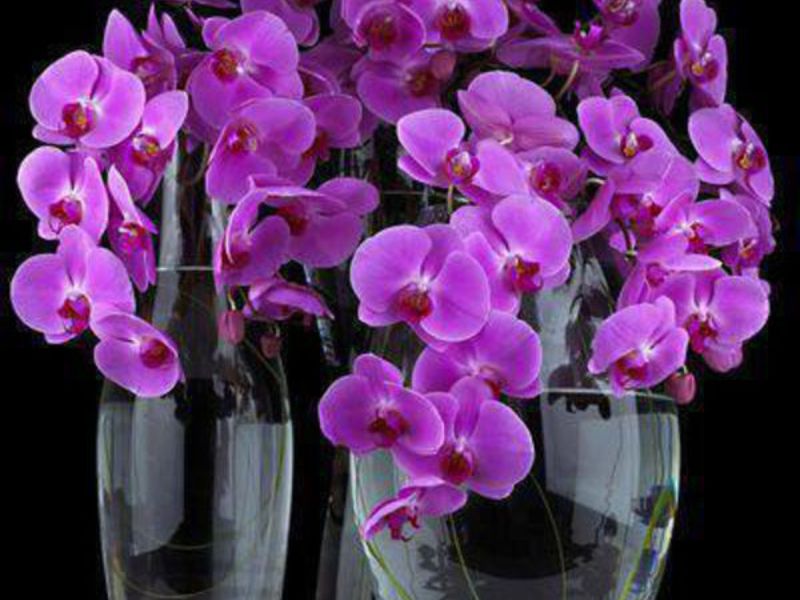 Цветы орхидеи в стеклянной вазе