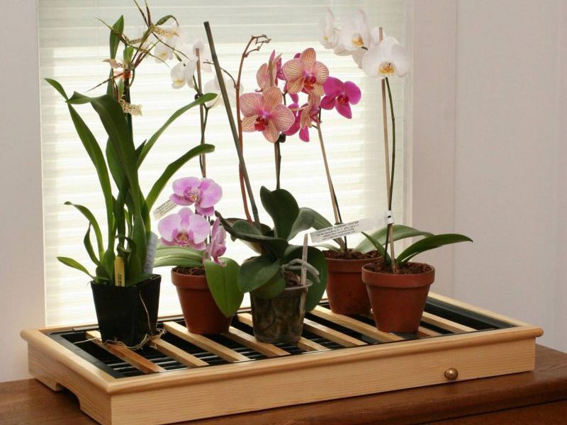 Орхидеи в домашних условиях