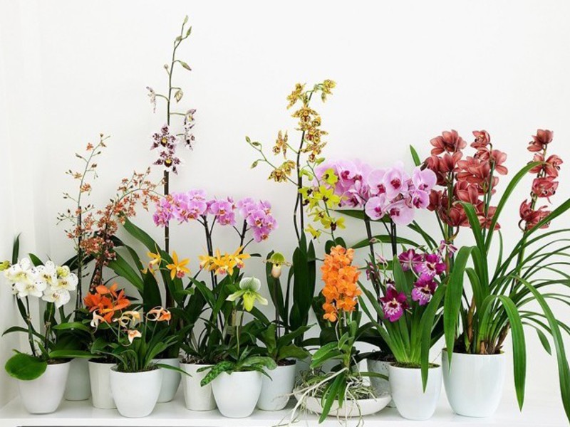 Коллекция орхидей