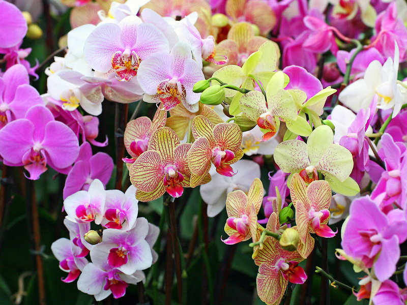 Разные сорта орхидеи