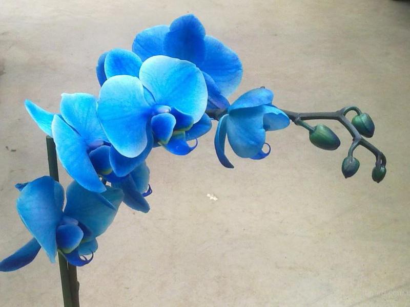 Сорт синей орхидеи
