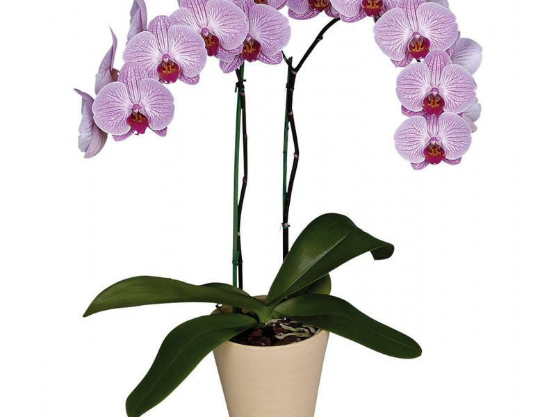 Цветок орхидея в горшке