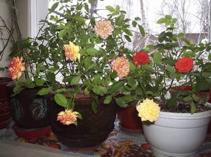 Уход и размножение розы на подоконнике