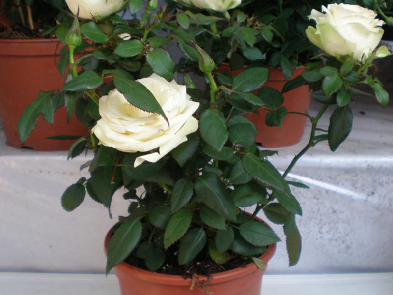 Цветущая домашняя белая роза