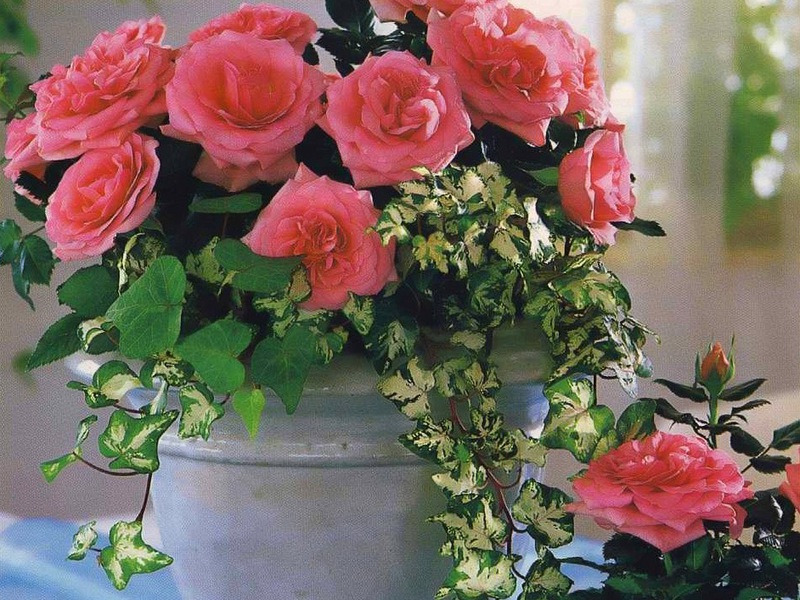 Розовая домашняя роза в период цветения