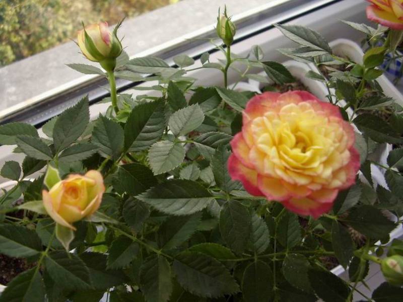 Селекционеры вывели даже двухцветные розы домашние