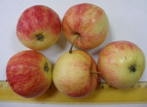 Самые сладкие яблочки
