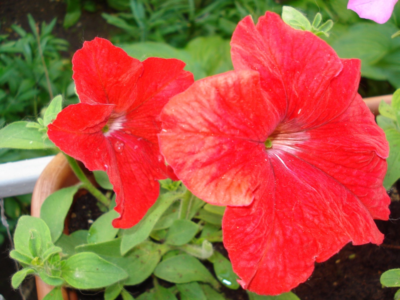 Красные цветы петунии станут яркими акцентами в любом саду
