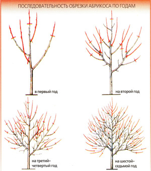 Обрезка абрикоса помогает сформировать правильную крону дерева