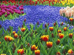 Клумба разноцветных тюльпанов в сочетании с мускари выглядит восхитительно