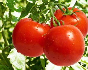 Как вырастить рассаду помидор