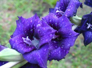 Садовый цветок гладиолус