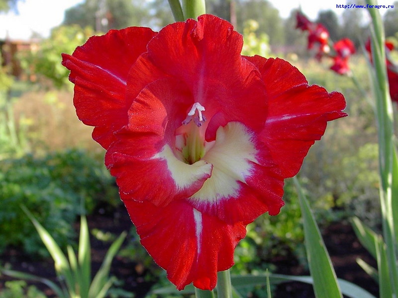 Красный цветок садового гладиолуса
