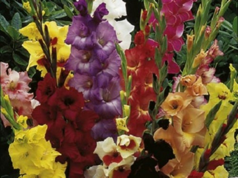 Разновидности цветка гладиолус