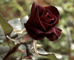 Черная роза сорта Черная магия