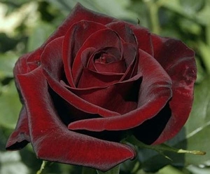 Шикарная черная роза 
