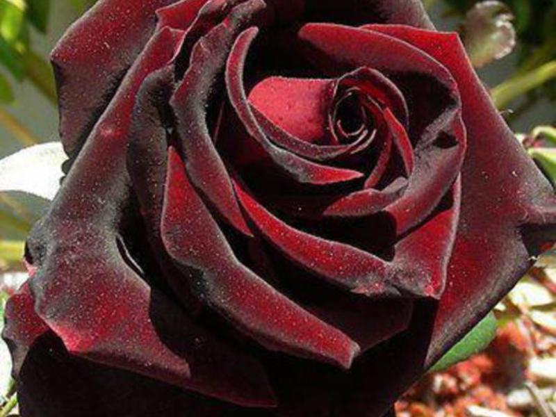 Особый сорт черной розы