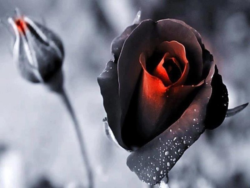 Магически красивая роза