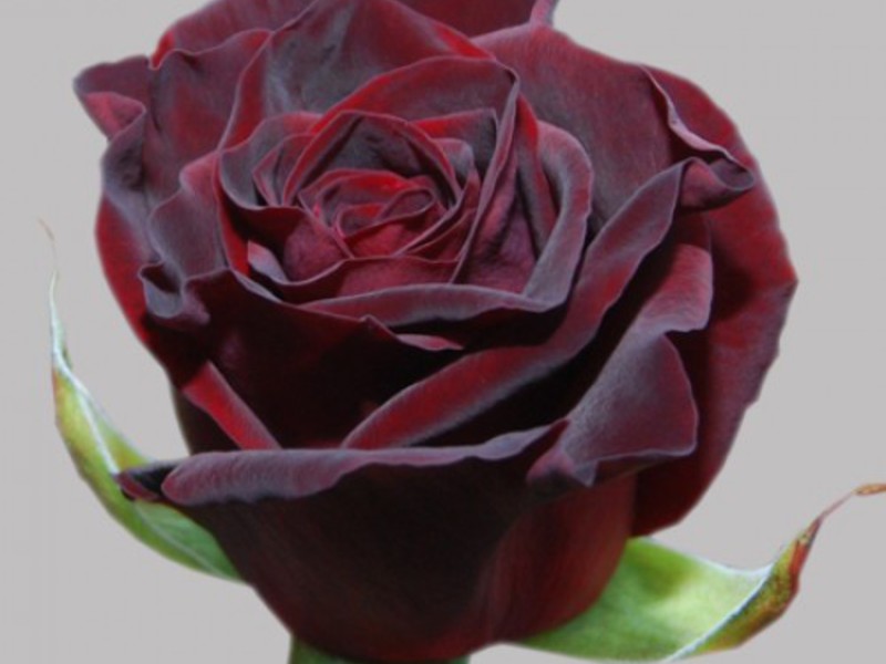 Красно-черная роза