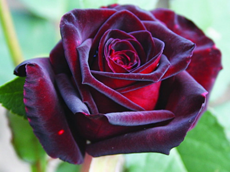 Красивый цветок черно-красной розы