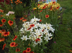 Белые цветы лилейника прекрасно смотрятся с красными яркими цветами