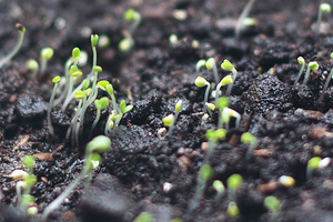 Как вырастить годецию из семян
