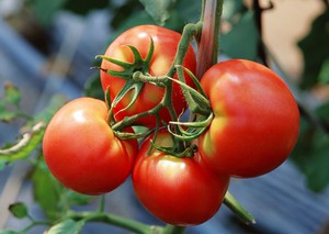 Вид томатов дар заволжья