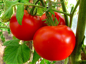Зрелые томаты дар заволжья