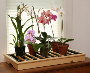 Как ухаживать за орхидеей дома