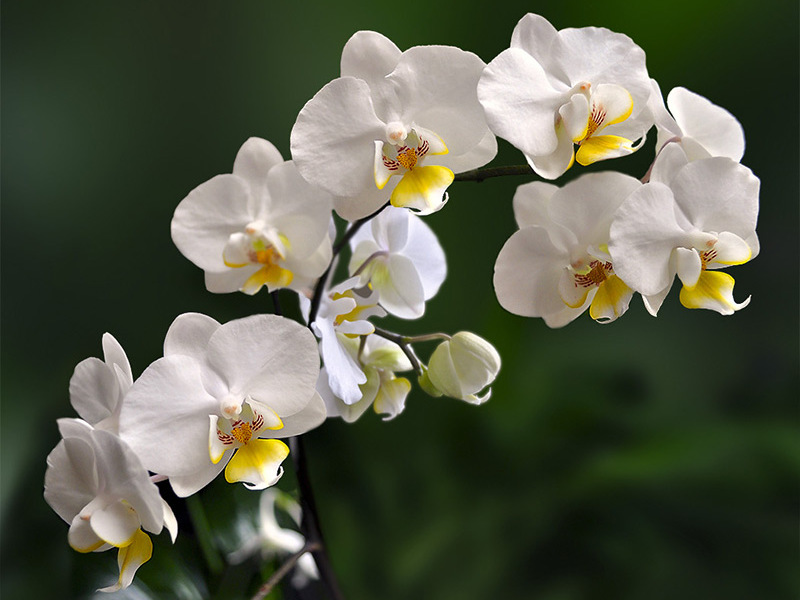 Белая орхидея на окне