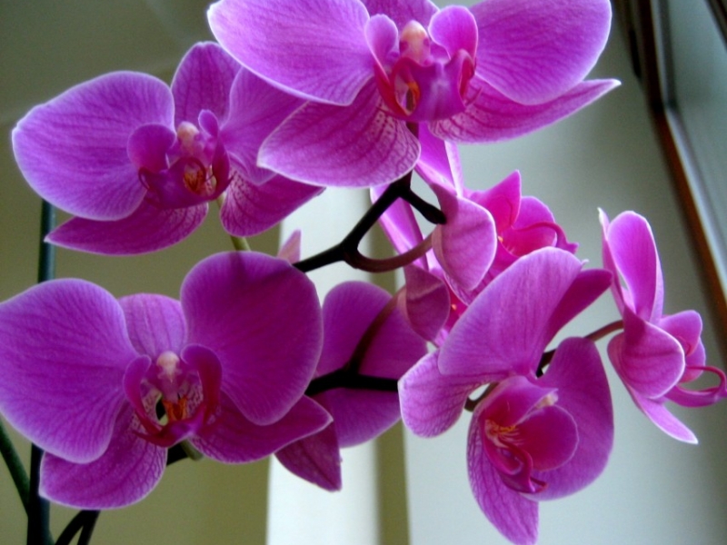 Декоративный цветок орхидеи