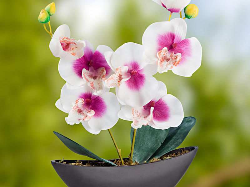 Красивая орхидея