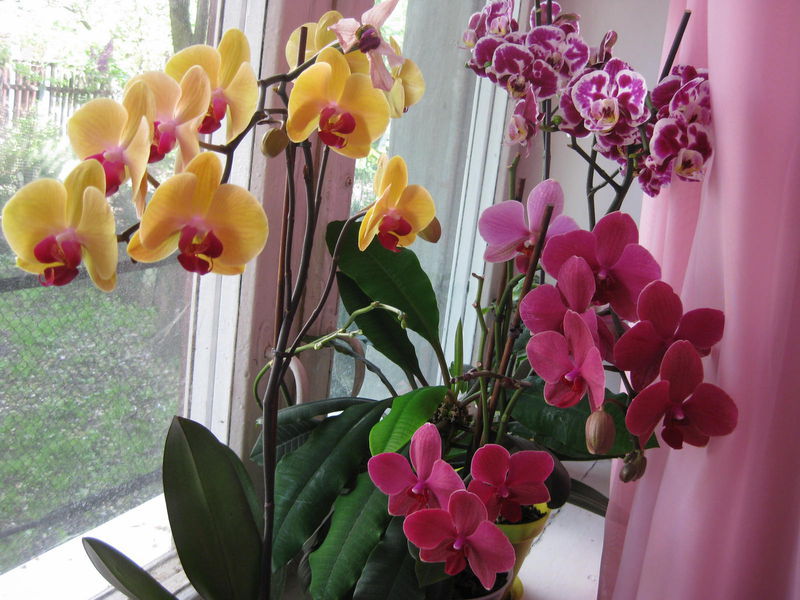 Разноцветные орхидеи