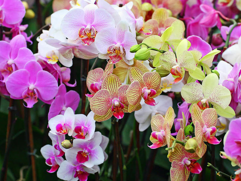 Разновидности красивой орхидеи