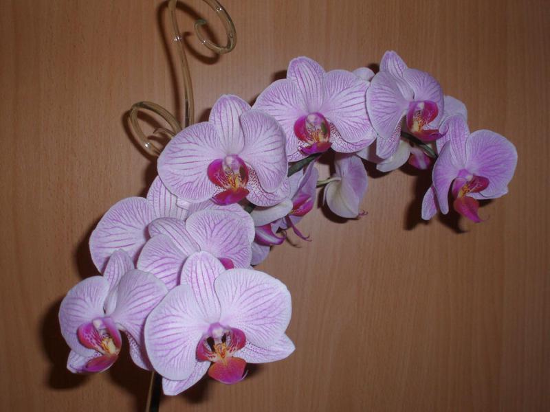 Орхидея в комнате