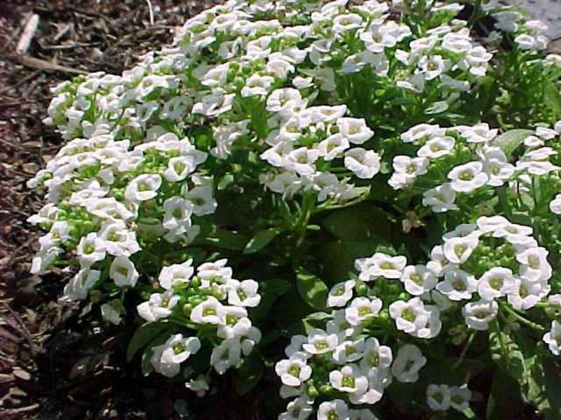 Белые цветы алиссума