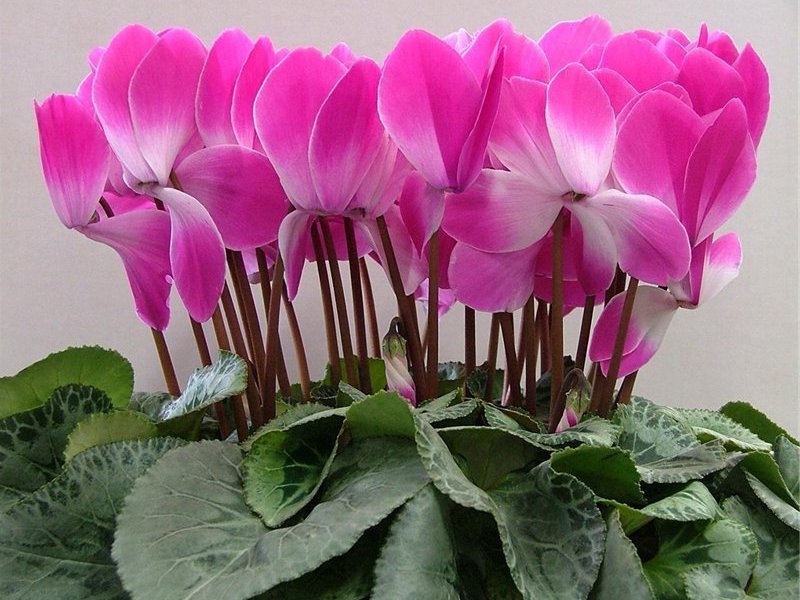 Нежно-розовые цветы цикламена