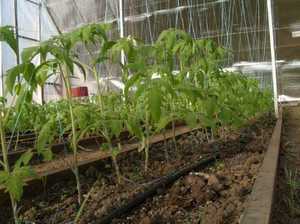 Тепличные условия для выращивания помидор