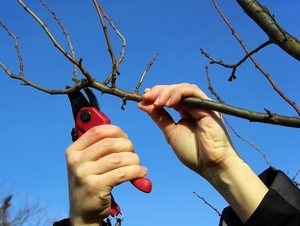 Правила обрезки вишни